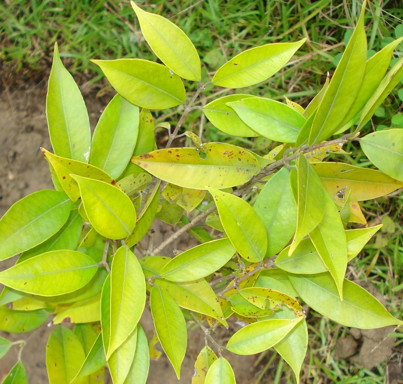 معرفی و راهنمای پرورش درختان میوه - کامبوکا